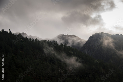 Mountain landscape with pine trees © Ana
