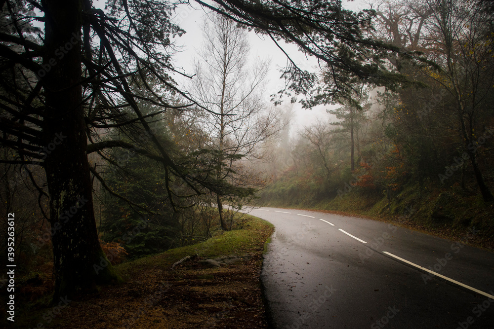Road in the middle of misty forest