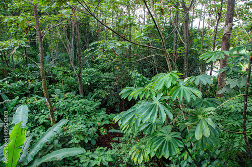 Vegetation in the rainforest on the banks of the Sarapiqui River in Costa Rica