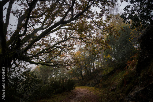 trees on a footpath and autumn leaves on the ground