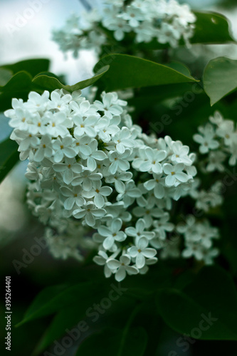 White lilac petals among green leaves on spring day