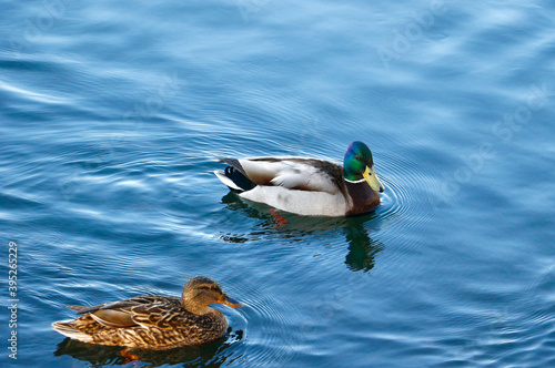 duck in the water