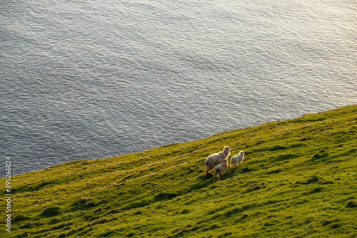 Sheep grazing together in slope near sea photo