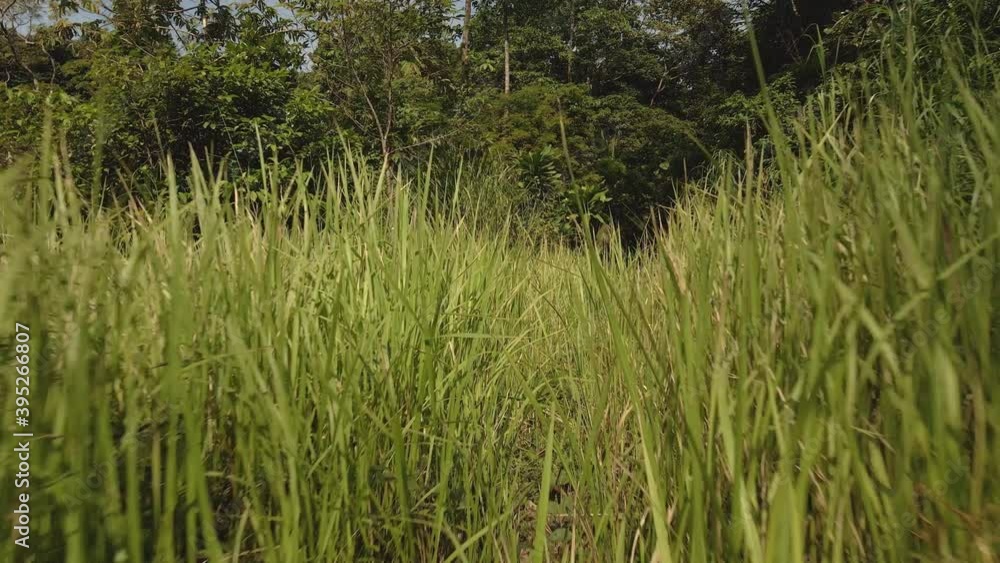 low angle dolly shot tropical long grass lush green jungle foliage low angle dolly shot tropical long grass lush green jungle foliage