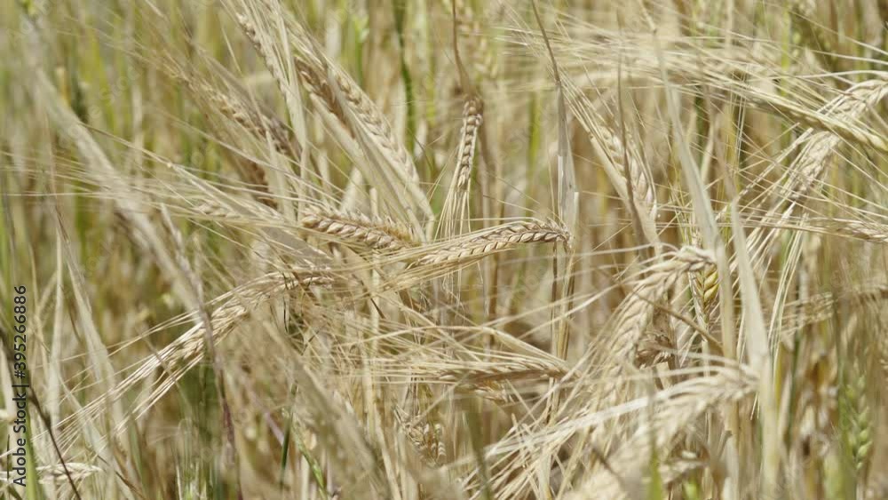 Organic barley swaying on a windy day Organic barley swaying on a windy day