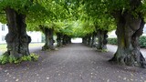 long tree-lined avenue with old trees