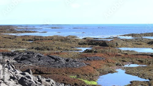 Seaweed and kelp that has been washed up on the seashore at reykjanesskagi, southwest Iceland. photo