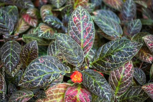 Close-up of flowering episcia cupreata flame violet leaves photo