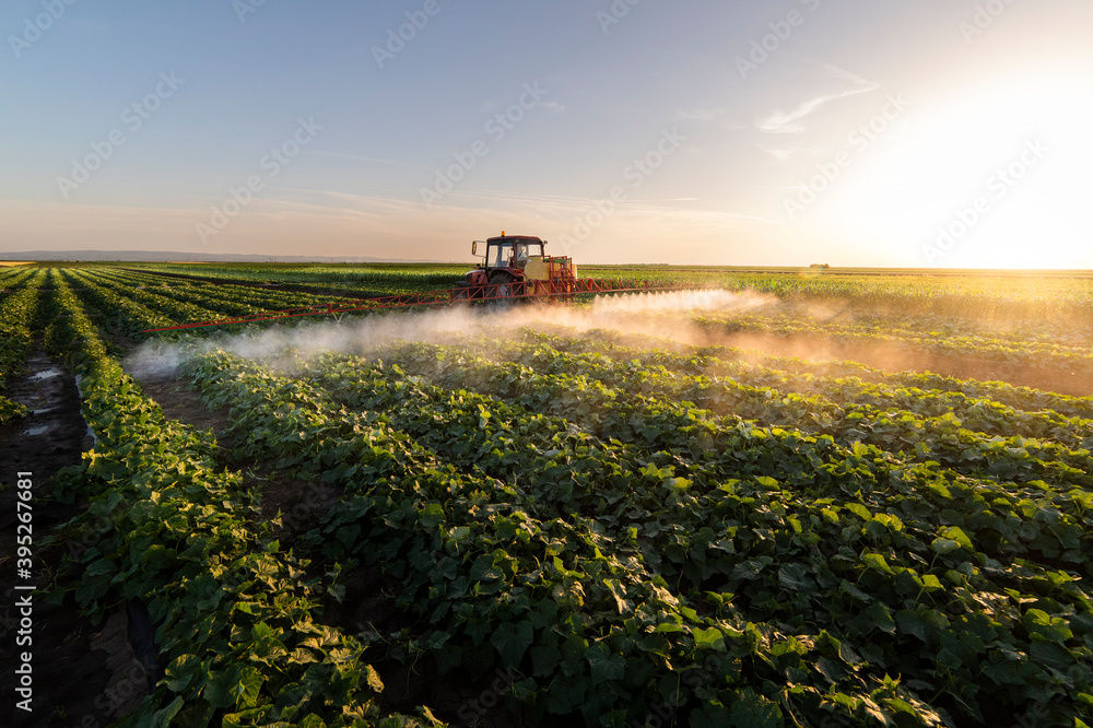 Fototapeta premium Tractor spraying vegetable field in sunset.