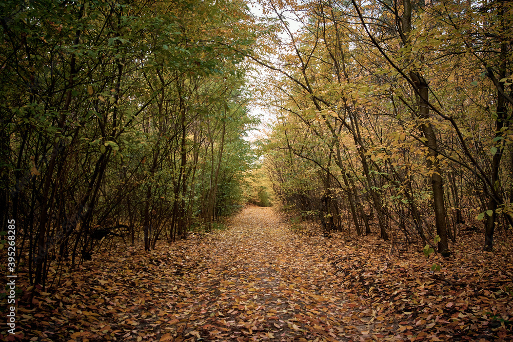 Obraz premium Autumn road in the forest. Golden autumn. Red wood