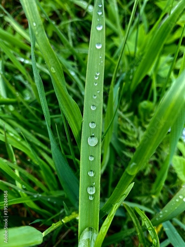 Clear drops of fresh morning dew on green grass. Gives an impression of spring or summer, green background.