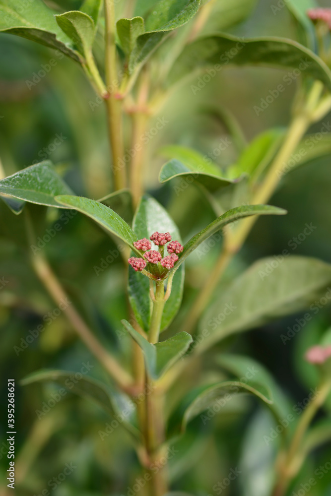 Laurustinus Laurustinus