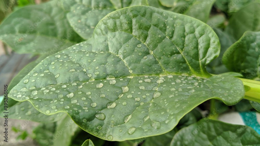 Basella Spinach photo, health, malabar spinach, Vine Spinach, green vagetable photo, green leaf, healthy food Basella Spinach photo, health, malabar spinach, Vine Spinach, green vagetable photo, green leaf, healthy food
