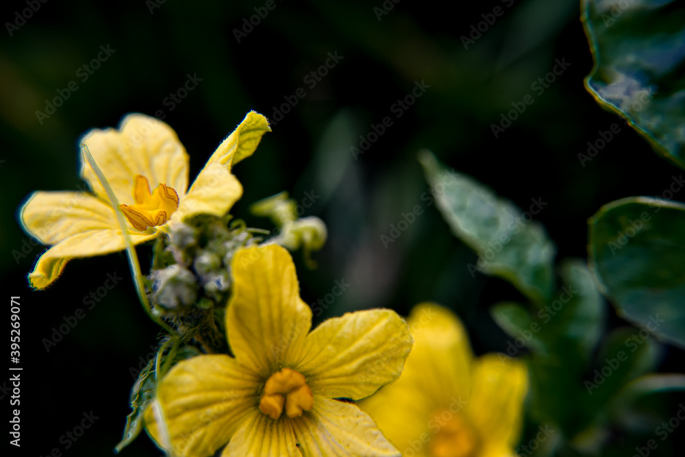 Yellow watermelon flowers on their plants of background or illustration Yellow watermelon flowers on their plants of background or illustration