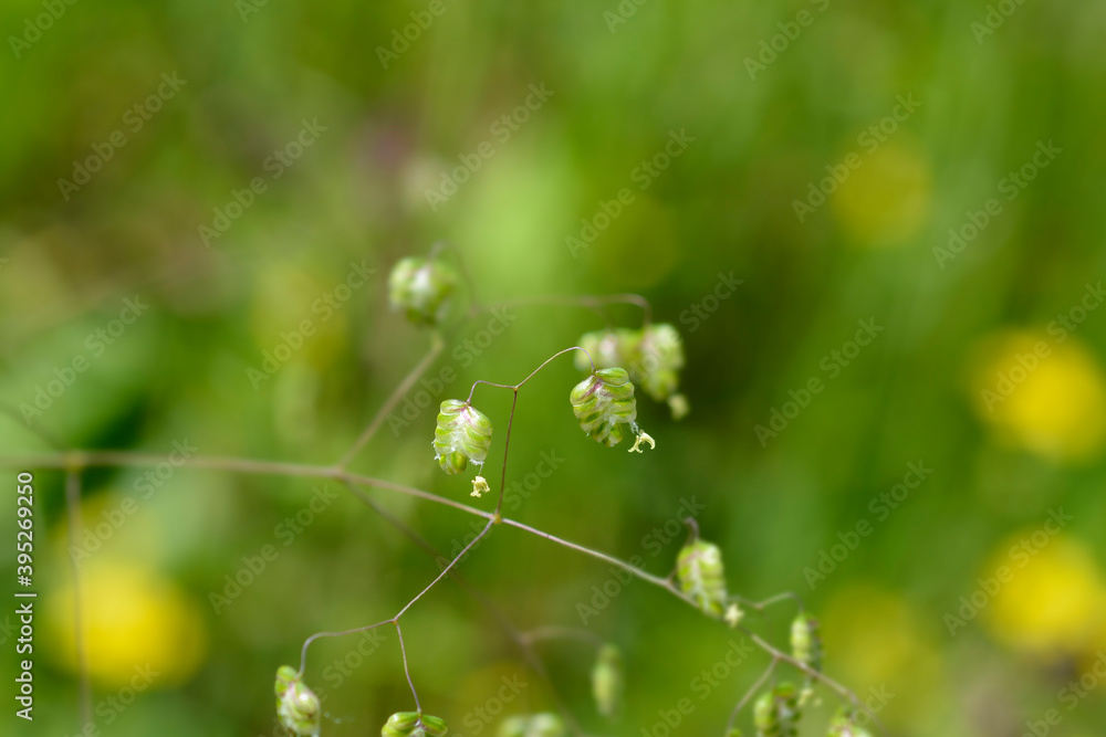 Common quaking grass Common quaking grass