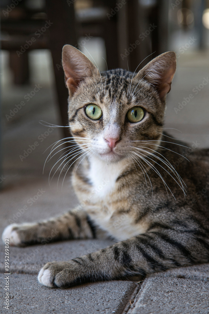 Street cat portrait Street cat portrait