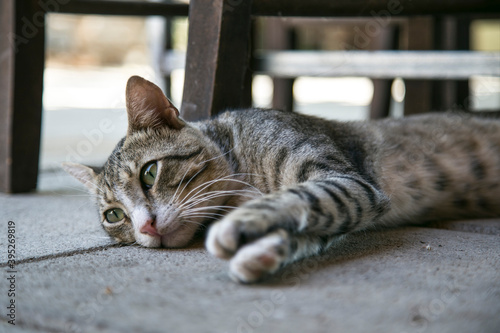 Fototapeta Naklejka Na Ścianę i Meble -  Street cat in Greece