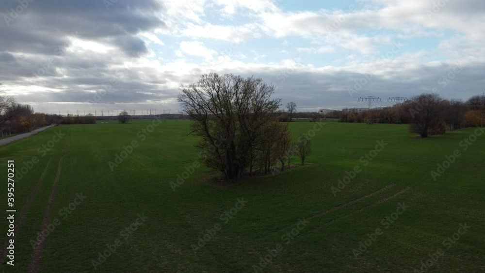drone flying around tree on a green field in fall drone flying around tree on a green field in fall