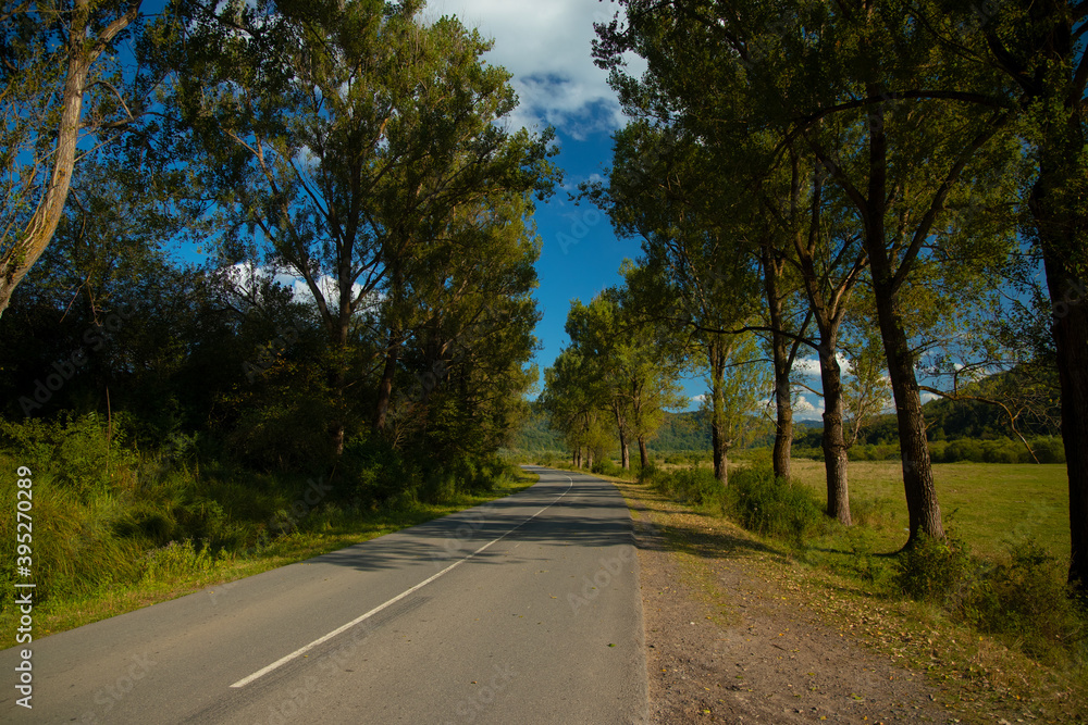 country side car road transport route in high trees alley way clear day time of spring season day country side car road transport route in high trees alley way clear day time of spring season day