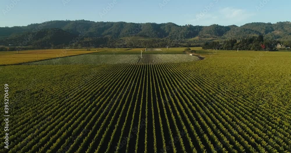 Aerial shot thats lowering on large green vines in the napa valley Aerial shot thats lowering on large green vines in the napa valley
