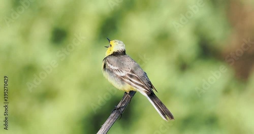The citrine wagtail (Motacilla citreola) is a small songbird in the family Motacillidae.