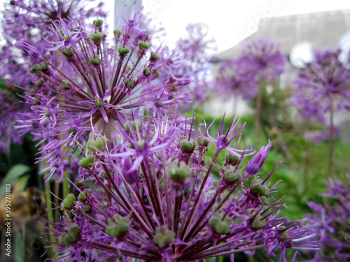 Wild beauty flower with nectar blooming