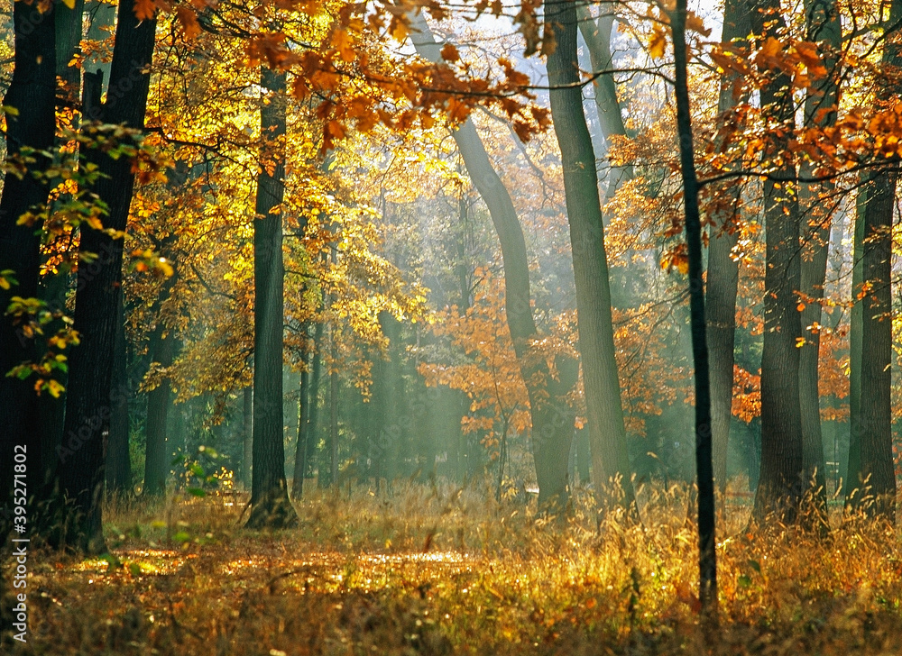 Autumn in forest