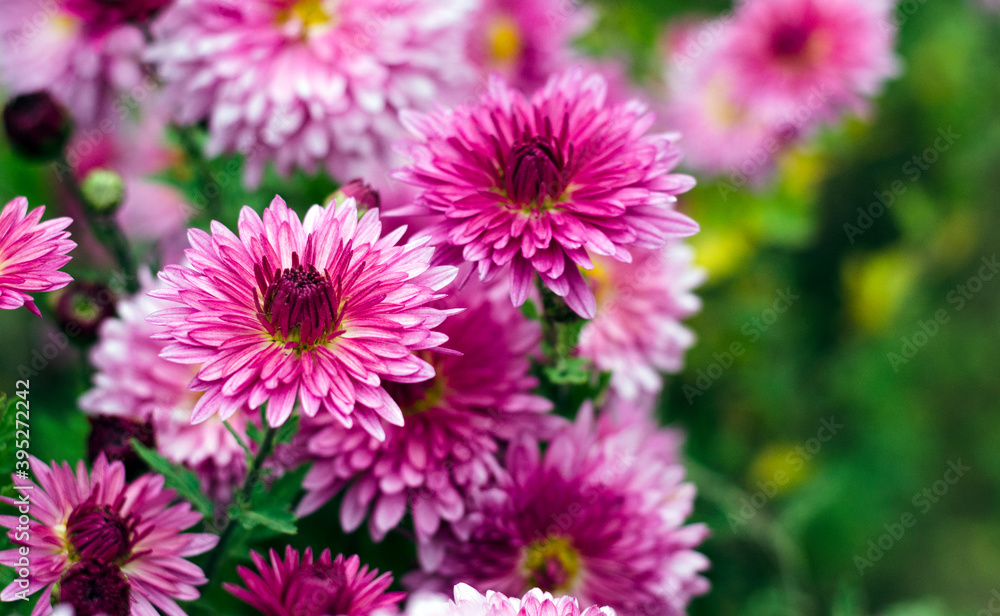 Pink chrysanthemums in bloom Pink chrysanthemums in bloom