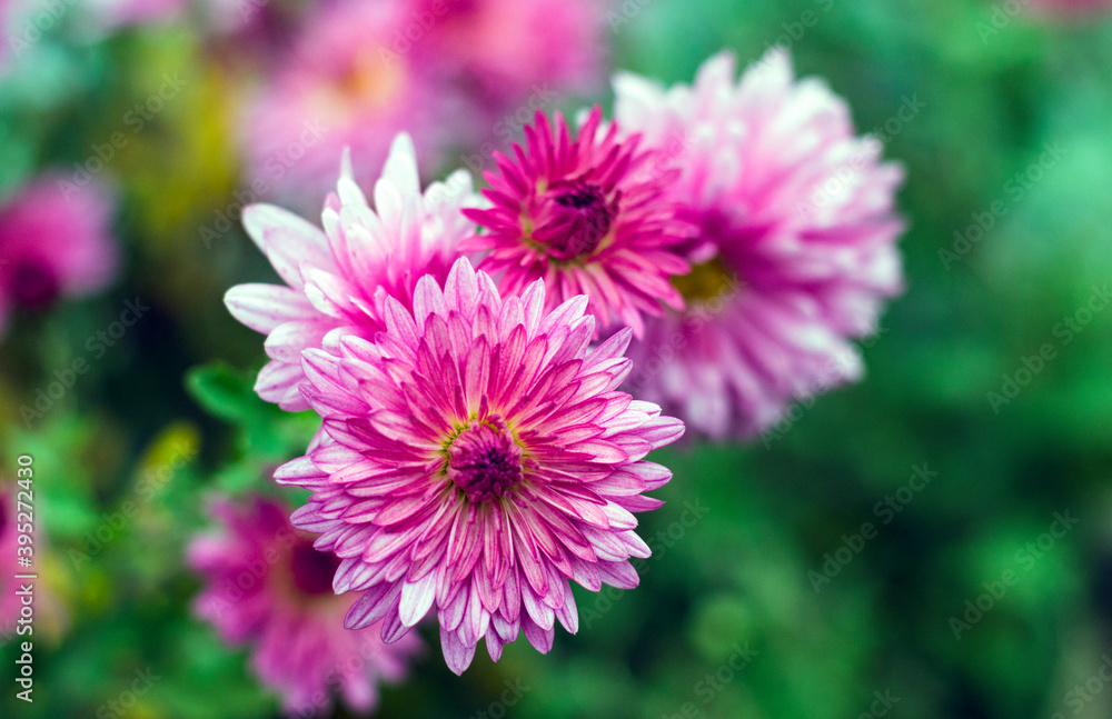 Pink chrysanthemums in bloom Pink chrysanthemums in bloom