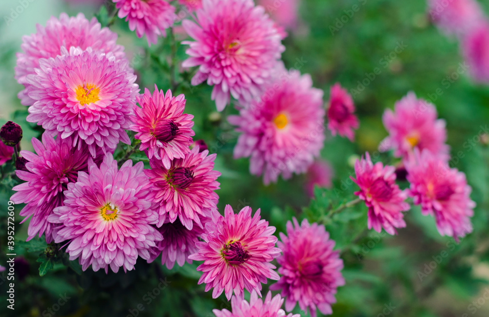 Pink chrysanthemums in bloom Pink chrysanthemums in bloom