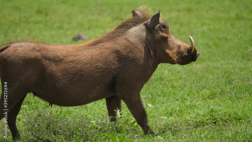 Right profile of African Warthog with large tusks attentive on savanna Right profile of African Warthog with large tusks attentive on savanna
