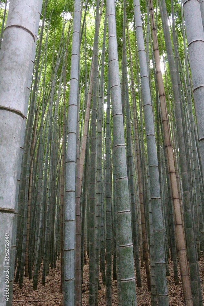 竹林の背景素材 竹林の背景素材