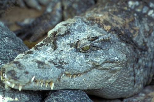 CAMBODIA SIEM REAP CROCODILE FARM