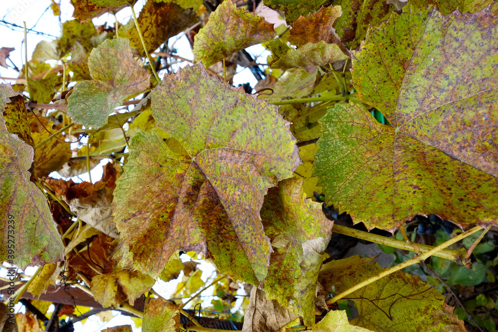 Autumn leaves through the vineyards Autumn leaves through the vineyards