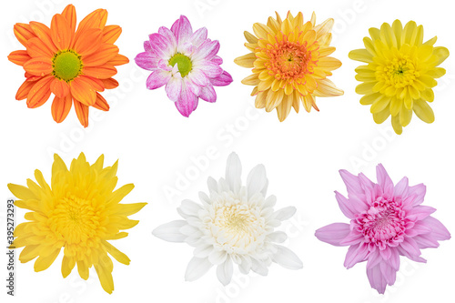 Fototapeta Naklejka Na Ścianę i Meble -  Blurred for Background.Beautiful multi color chrysanthemums as background picture.flower on clipping path.