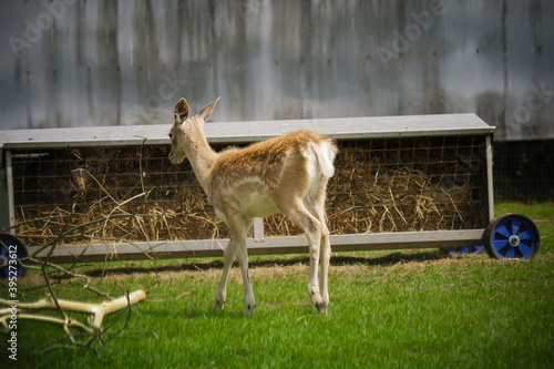 Fototapeta Naklejka Na Ścianę i Meble -  The roe deer in the zoo park UK
