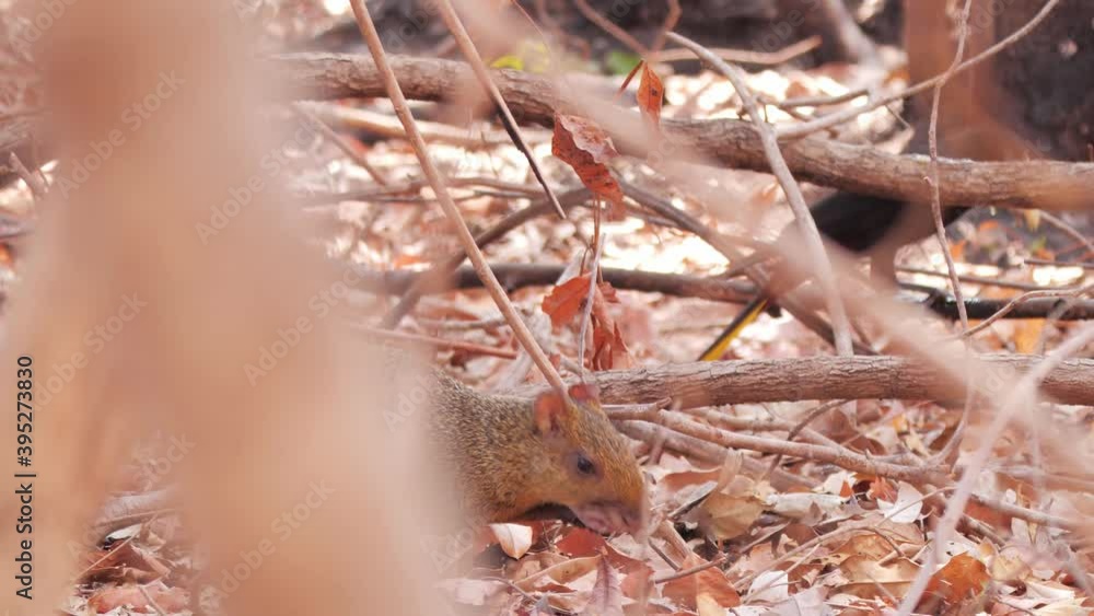 Agouti eating and bird on the background in Pantanal drought Agouti eating and bird on the background in Pantanal drought