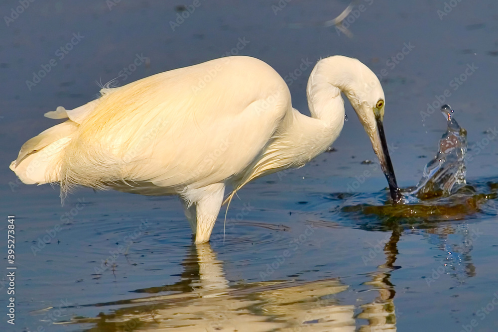 Little Egret, Egretta garzetta, Small Heron, Salinas de Santa Pola