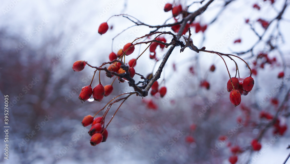 Red rowanberry with drops of water Red rowanberry with drops of water