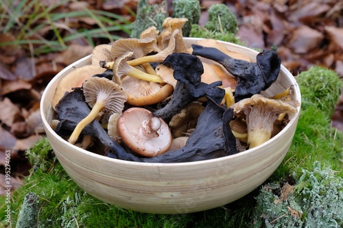 Bamboo bowl with late autumn mushrooms: Craterellus tubaeformis (yellowfoot, funnel chanterelle), Craterellus cornucopioides (horn of plenty, black chanterelle, trompette de la mort) and Armillaria.