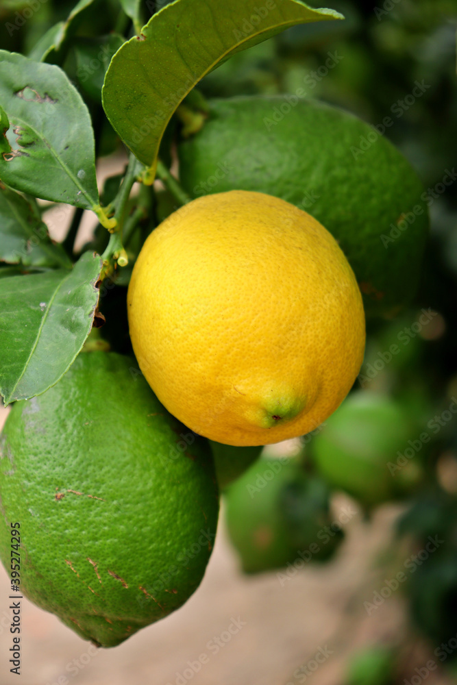 closeup detail of a lemon hanging from the tree branch. Citrus cultivation