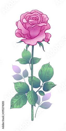 Hand drawn Pink  Rose Bud  with Leaves