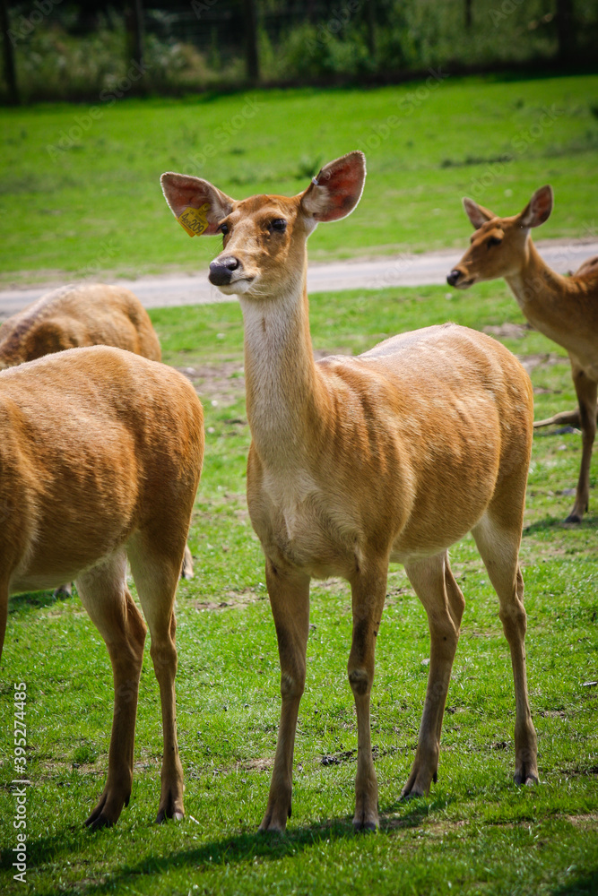 The white spotted roe deer in zoo park, UK The white spotted roe deer in zoo park, UK