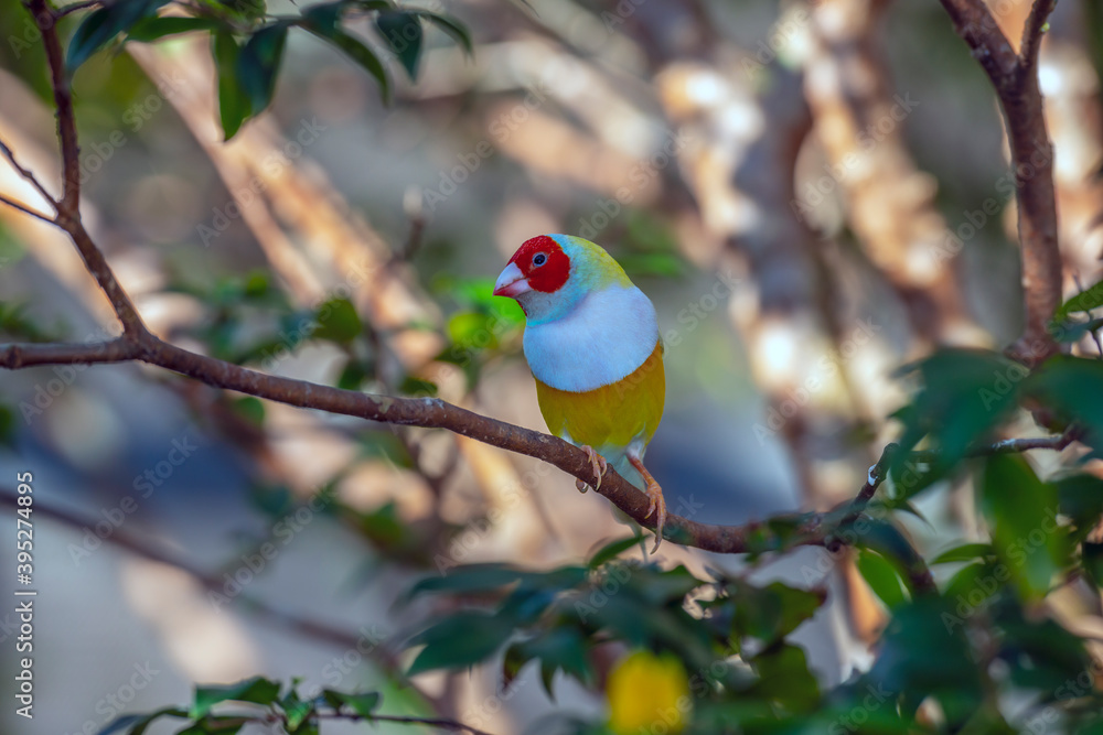 Obraz premium Gouldian finch ,Chloebia gouldiae,