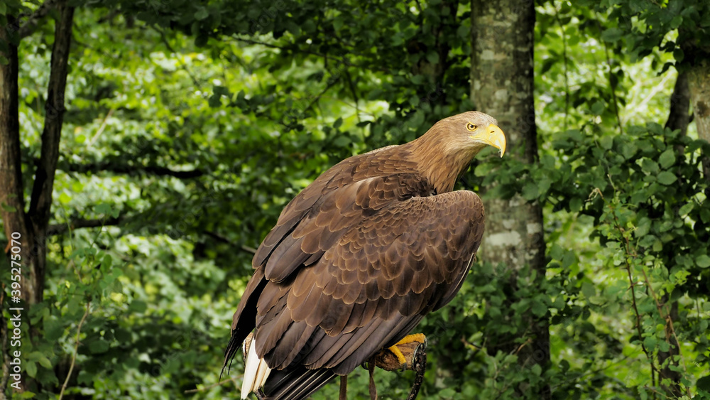 Fototapeta premium Portrait of sea eagle(Haliaeetus albicilla) observes the surroun