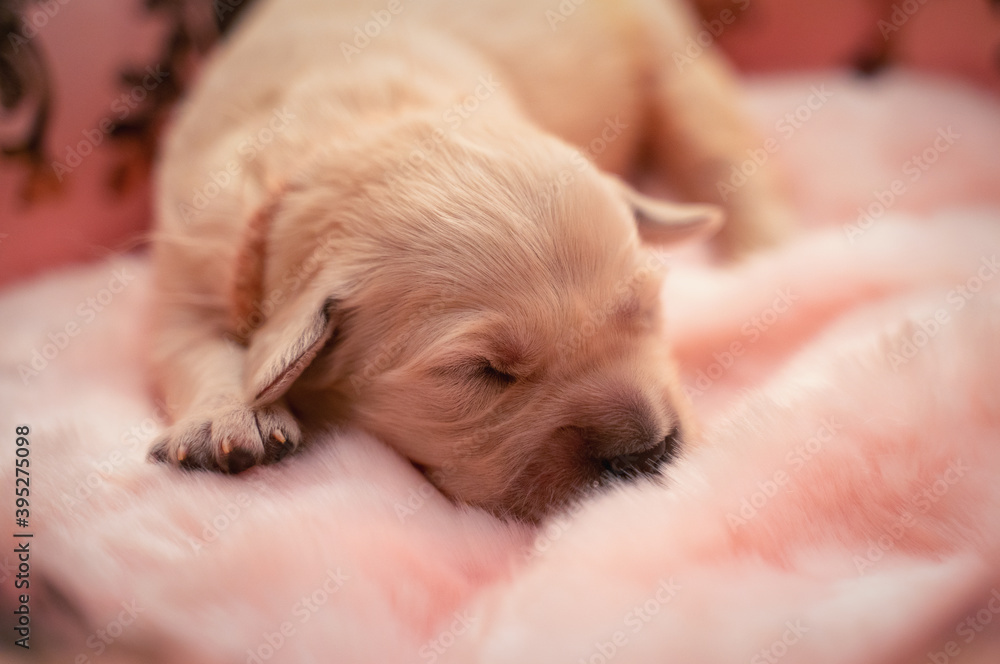 Tiny sweet newborn puppies of a golden retriever. Tiny sweet newborn puppies of a golden retriever.
