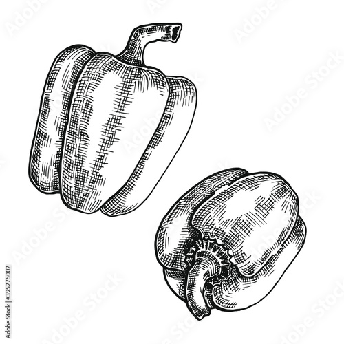 Hand drawn black and white crosshatch vector illustration of two bell peppers. No background.
