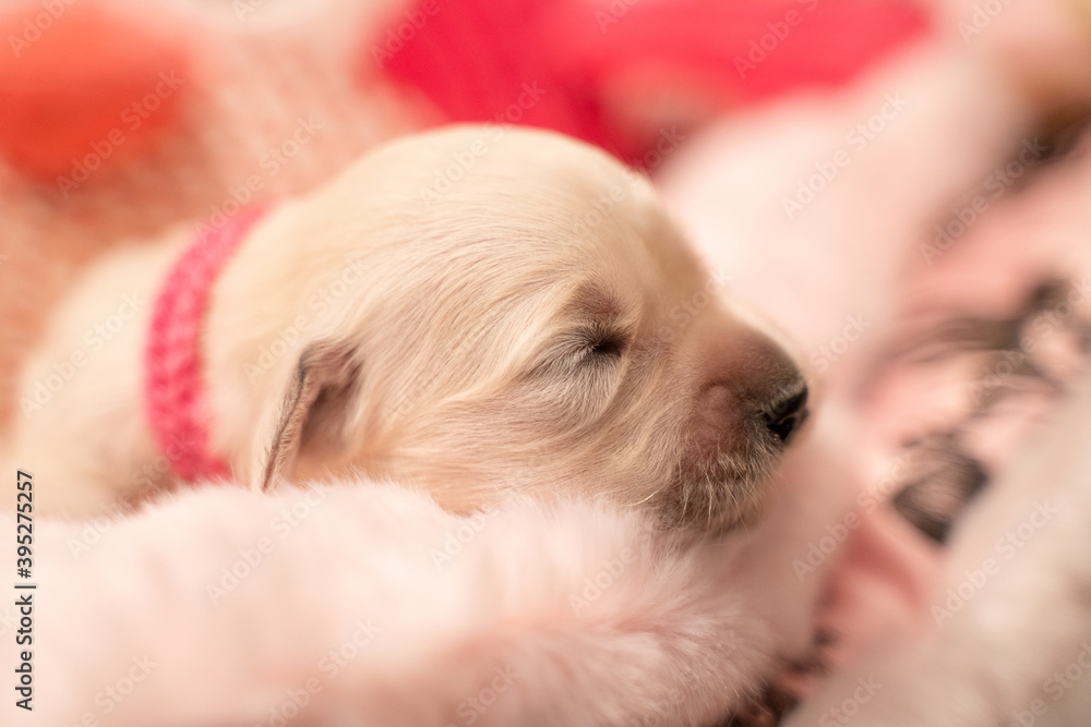 Tiny sweet newborn puppies of a golden retriever. Tiny sweet newborn puppies of a golden retriever.