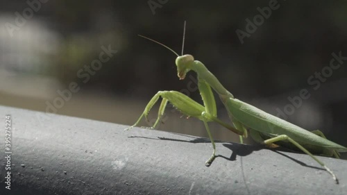 Footage of green praying mantis, sitting on a black metal rail and looking the camera 120fps, blurry solid background photo