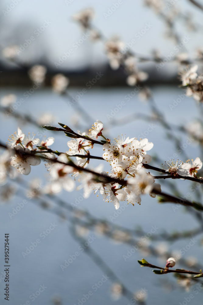 Trees bloom near the pond. Many white flowers. Trees bloom near the pond. Many white flowers.